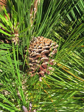 Pinus maestrensis