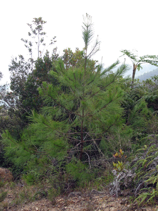 Pinus maestrensis