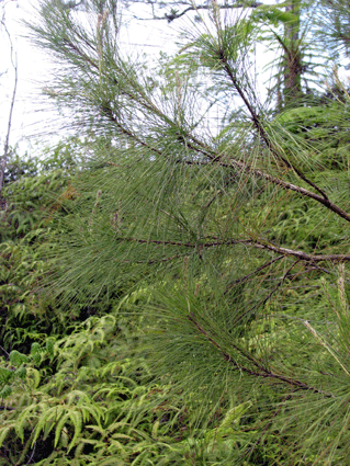 Pinus maestrensis