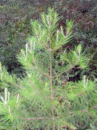 Pinus maestrensis