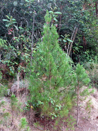 Pinus maestrensis