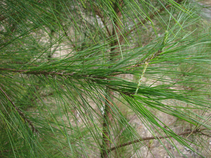 Pinus maestrensis