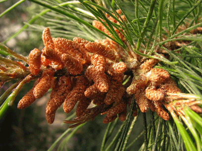 Pinus maestrensis