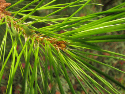Pinus maestrensis