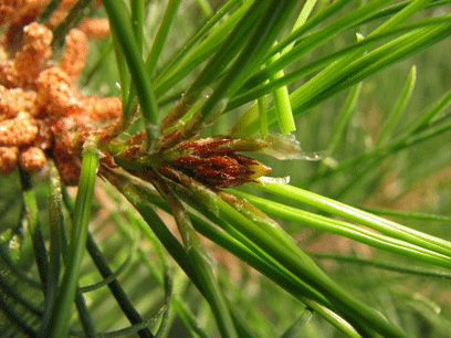 Pinus maestrensis