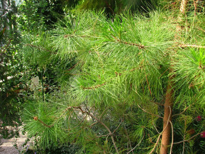 Pinus maestrensis