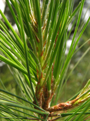 Pinus maestrensis