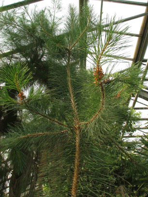 Pinus maestrensis