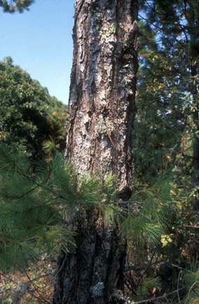 Pinus rzedowskii