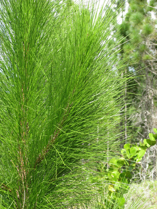 Pinus tropicalis