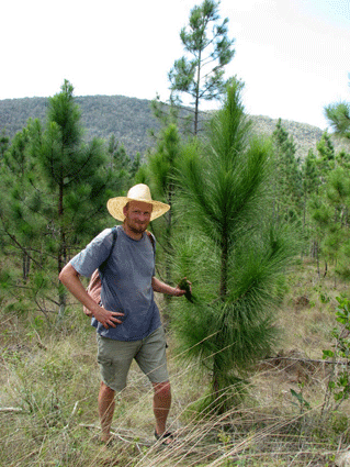 Pinus tropicalis