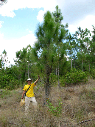 Pinus tropicalis