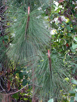 Pinus tropicalis