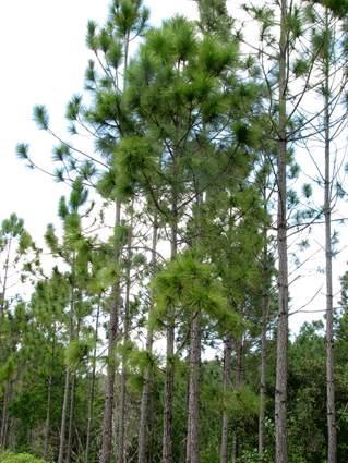 Pinus tropicalis