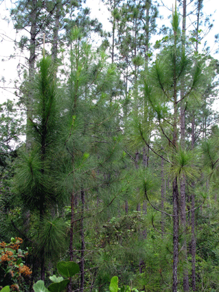 Pinus tropicalis