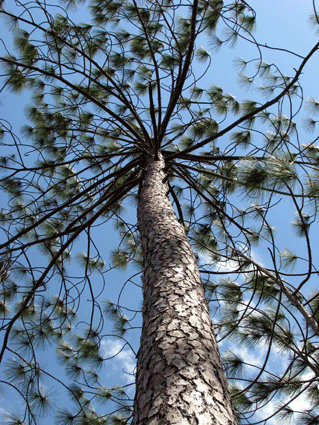 Pinus tropicalis