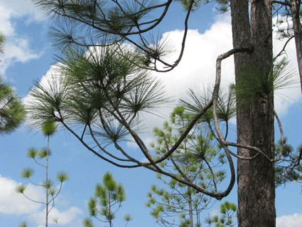 Pinus tropicalis