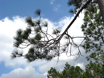 Pinus tropicalis