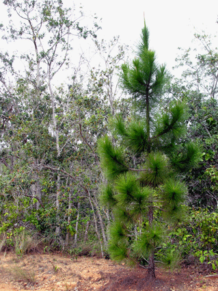 Pinus tropicalis