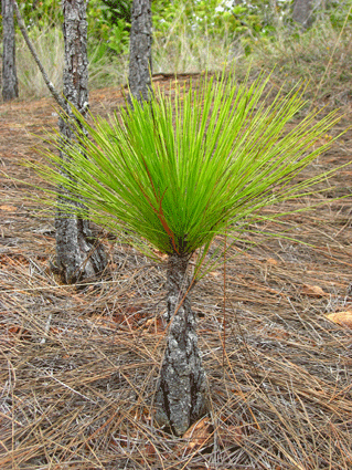 Pinus tropicalis