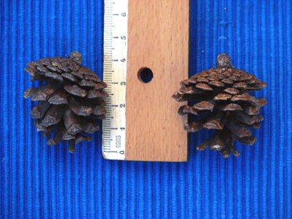 Pinus tropicalis