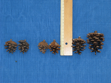 Pinus tropicalis
