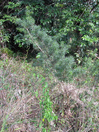 Podocarpus angustifolius