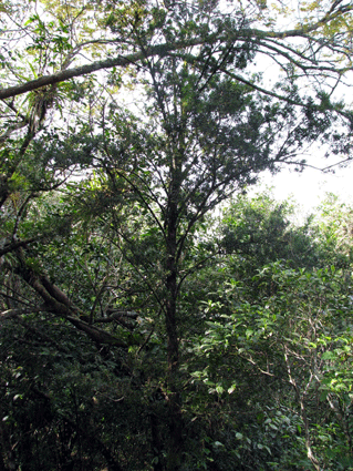 Podocarpus angustifolius