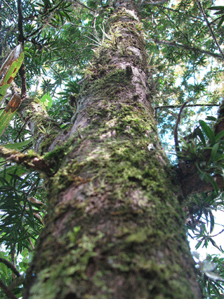 Podocarpus angustifolius