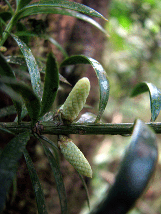 Podocarpus angustifolius