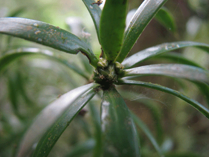 Podocarpus angustifolius