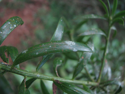 Podocarpus angustifolius