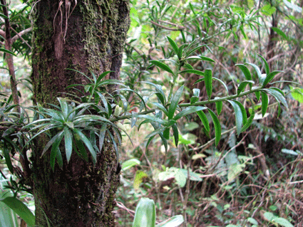 Podocarpus angustifolius