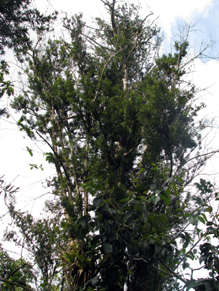Podocarpus angustifolius