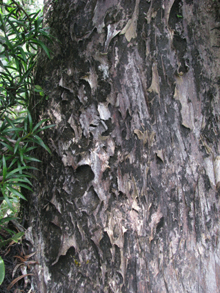Podocarpus angustifolius