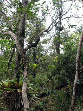 Podocarpus angustifolius
