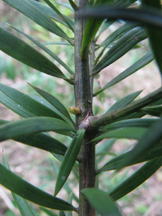 Podocarpus angustifolius