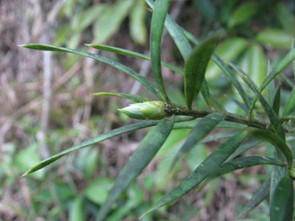 Podocarpus angustifolius