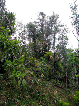 Podocarpus angustifolius