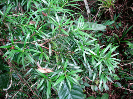 Podocarpus angustifolius