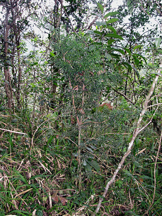 Podocarpus angustifolius