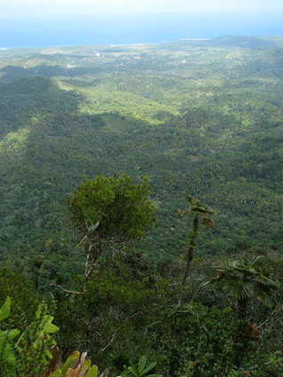 Podocarpus aristulatus