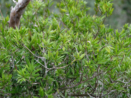 Podocarpus aristulatus
