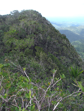 Podocarpus aristulatus