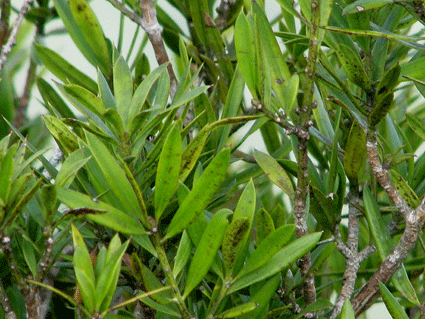 Podocarpus aristulatus