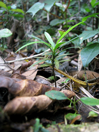 Podocarpus aristulatus