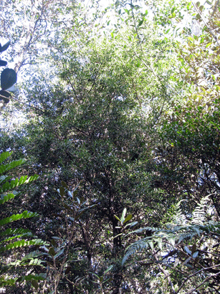 Podocarpus ekmanii