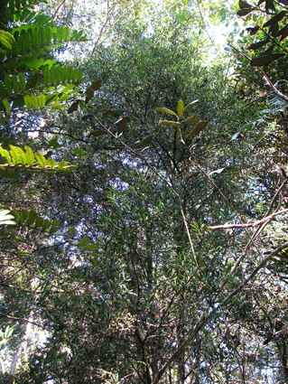 Podocarpus ekmanii