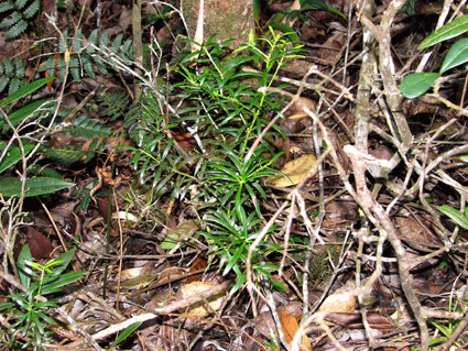 Podocarpus ekmanii