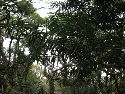 Podocarpus rusbyi
